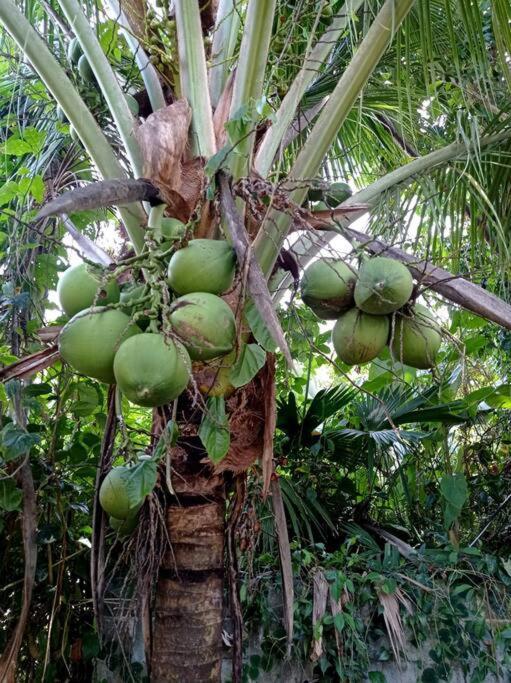הוילה Puerto Viejo de Talamanca Green Papaya מראה חיצוני תמונה